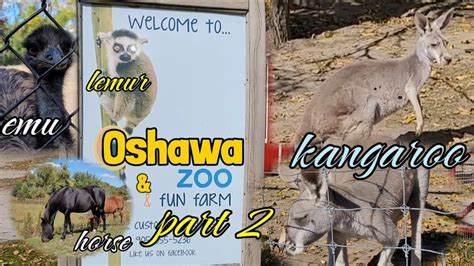Kangaroo Oshawa